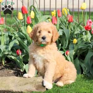Link, Goldendoodle Puppy