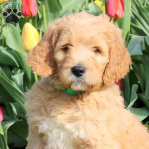 Link, Goldendoodle Puppy