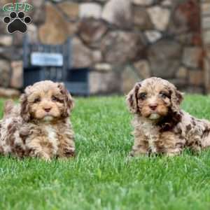 Ivy, Cavapoo Puppy