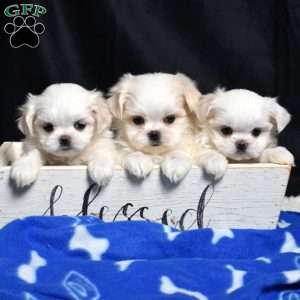 Callie, Maltese Puppy