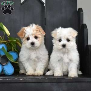 Joey, Maltese Mix Puppy