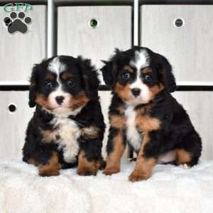 Oreo, Miniature Bernese Mountain Dog Puppy