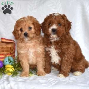 Peter, Cavapoo Puppy