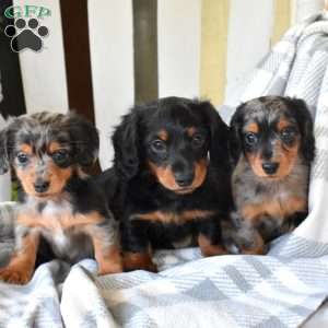 Meadow-Mini, Dachshund Puppy