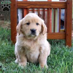 Liza, Golden Retriever Puppy