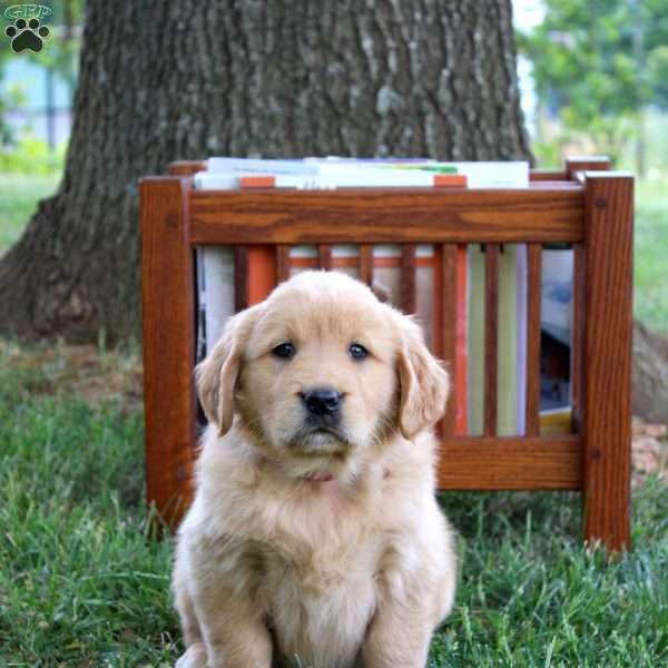 Liza, Golden Retriever Puppy