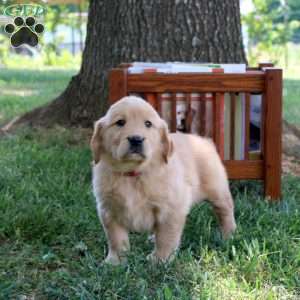 Liza, Golden Retriever Puppy