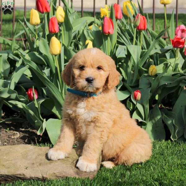 Logan, Goldendoodle Puppy