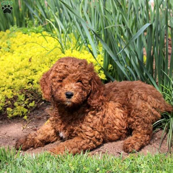 Logan, Mini Goldendoodle Puppy