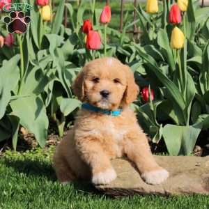 Logan, Goldendoodle Puppy