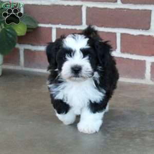 Logan, Shih Tzu Mix Puppy