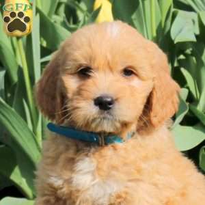 Logan, Goldendoodle Puppy