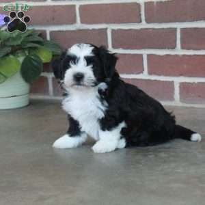 Logan, Shih Tzu Mix Puppy