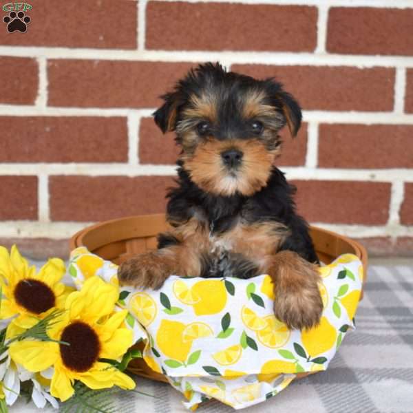 Lola, Yorkie Puppy