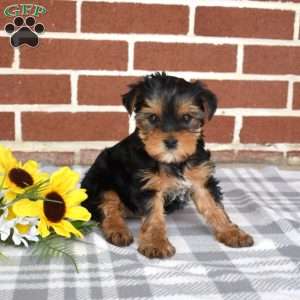 Lola, Yorkie Puppy