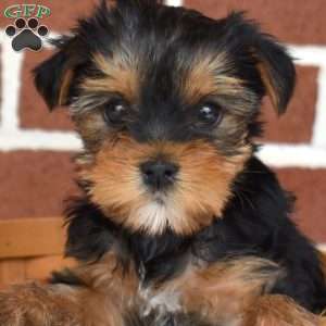 Lola, Yorkie Puppy