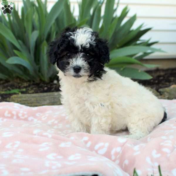 Lori, Toy Poodle Puppy