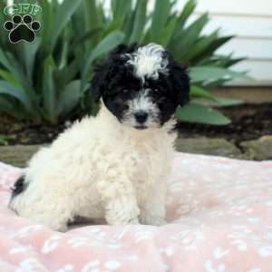 Lori, Toy Poodle Puppy