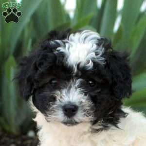 Lori, Toy Poodle Puppy