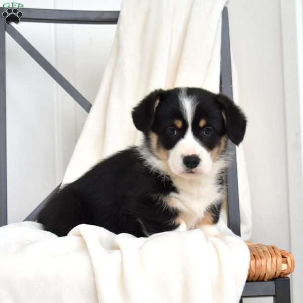Louie, Pembroke Welsh Corgi Puppy