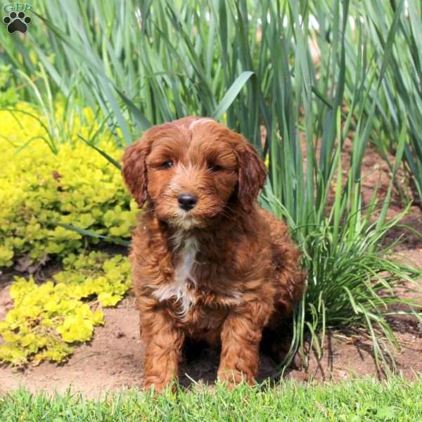Luca, Mini Goldendoodle Puppy