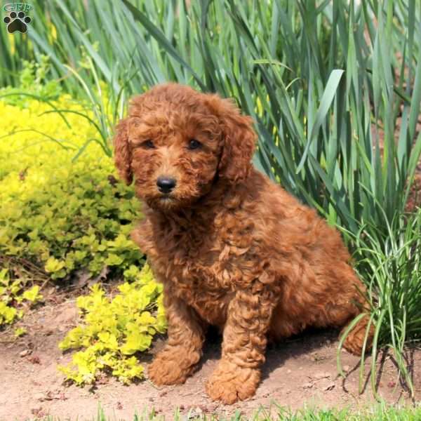 Lucas, Mini Goldendoodle Puppy