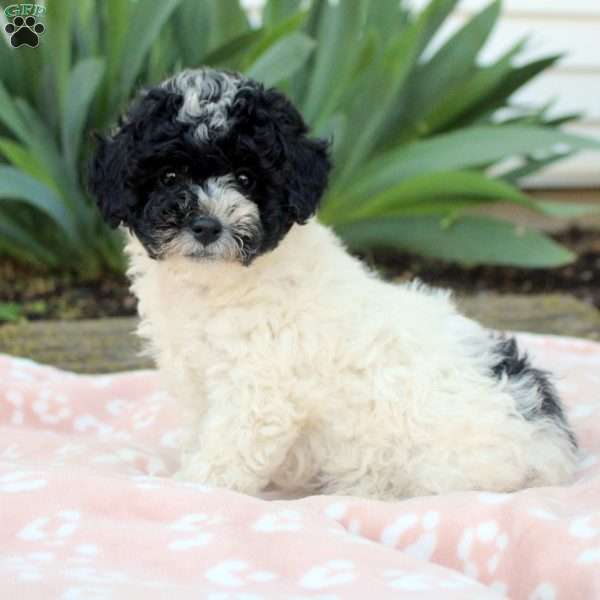 Lucas, Toy Poodle Puppy