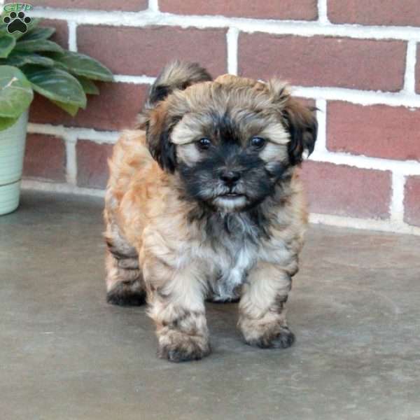 Lucas, Shih Tzu Mix Puppy
