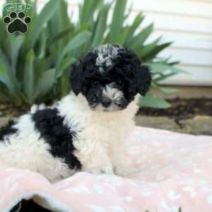 Lucas, Toy Poodle Puppy