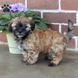 Lucas, Shih Tzu Mix Puppy