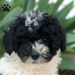 Lucas, Toy Poodle Puppy