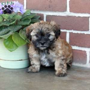 Lucas, Shih Tzu Mix Puppy