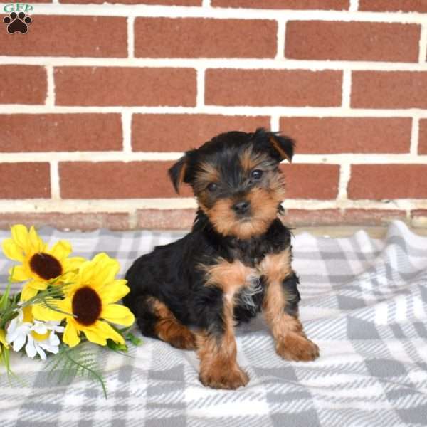 Lucky, Yorkie Puppy