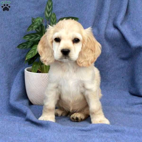 Lucky, Cocker Spaniel Puppy