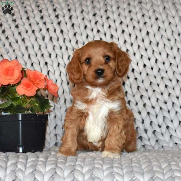 Lucky, Cavapoo Puppy