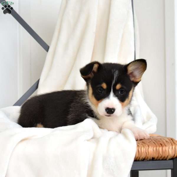 Lucky, Pembroke Welsh Corgi Puppy
