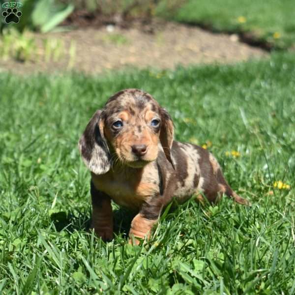 Lucky, Dachshund Puppy
