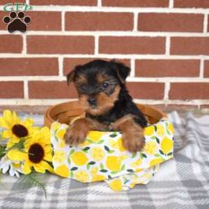 Lucky, Yorkie Puppy