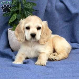 Lucky, Cocker Spaniel Puppy