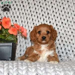 Lucky, Cavapoo Puppy