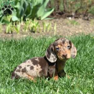 Lucky, Dachshund Puppy
