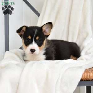 Lucky, Pembroke Welsh Corgi Puppy
