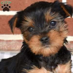 Lucky, Yorkie Puppy