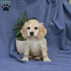Lucky, Cocker Spaniel Puppy