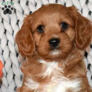 Lucky, Cavapoo Puppy