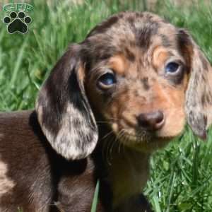 Lucky, Dachshund Puppy