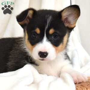 Lucky, Pembroke Welsh Corgi Puppy