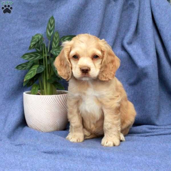 Lucy, Cocker Spaniel Puppy