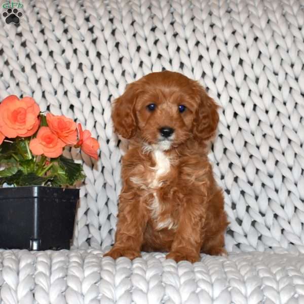 Lucy, Cavapoo Puppy