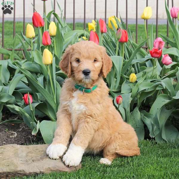 Lucy, Goldendoodle Puppy